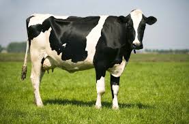 CATTLE