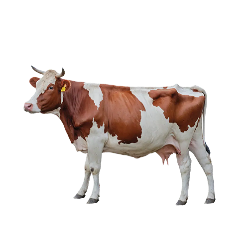 CATTLE