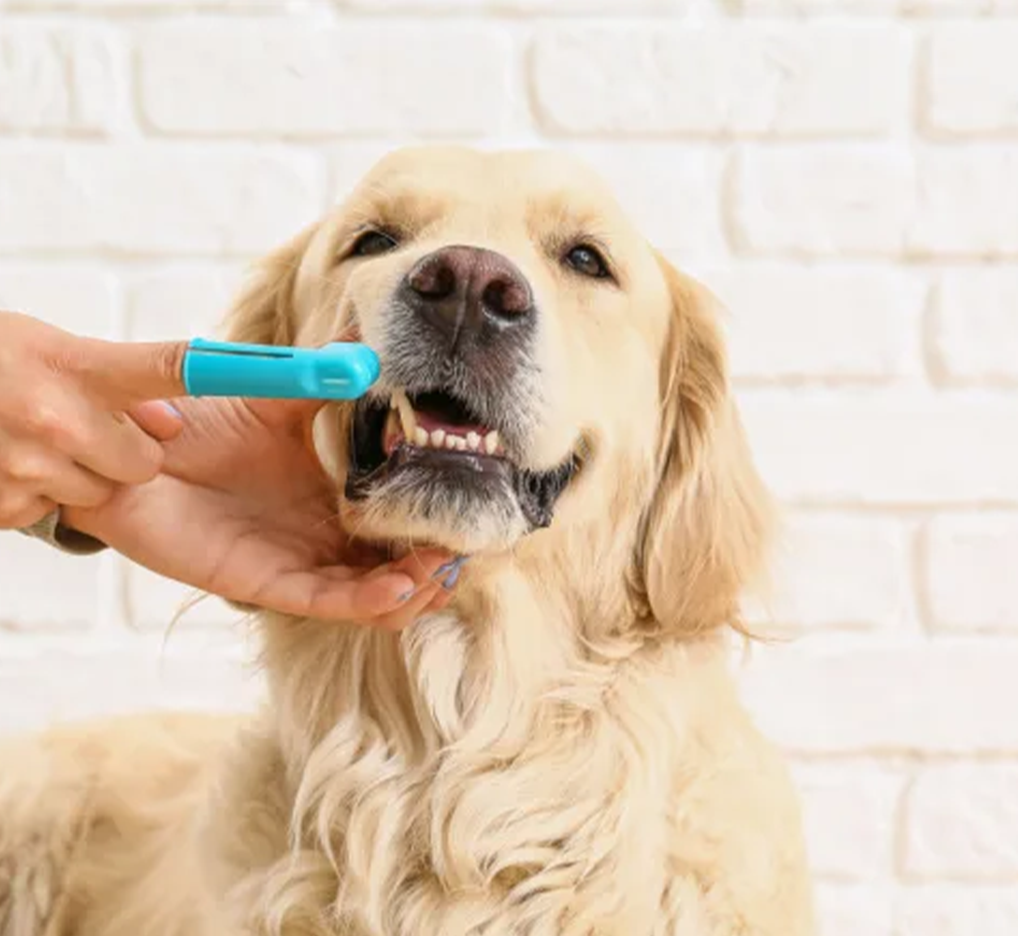 Did You Know? Dental Disease in Pets Can Affect Their Heart, Liver & Kidneys