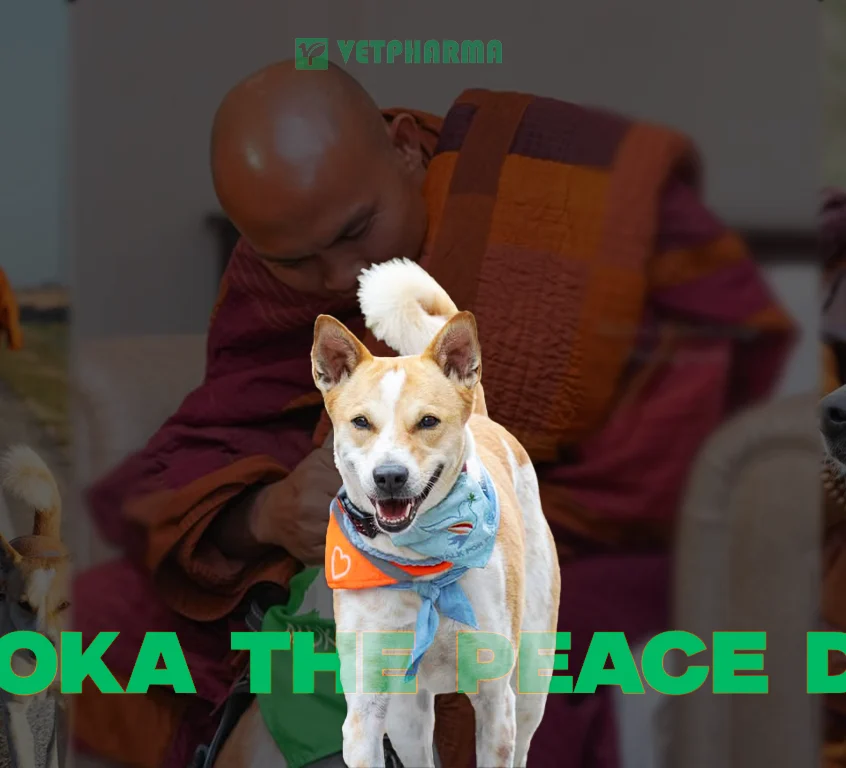 Aloka the Peace Dog – In Sri Lanka 2026